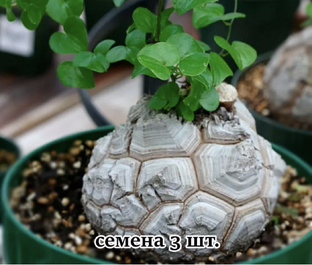 Диоскорея Слоновая