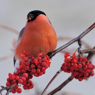 Природа
