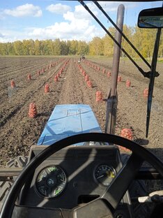 Наш картофель 