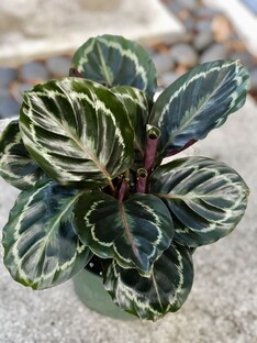 Домашние цветы