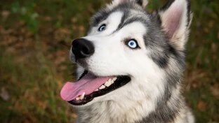 Животные