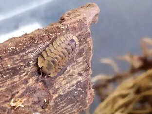 Cubaris sp. {Yellow Tiger}