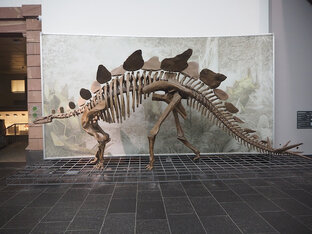 Диномузеи мира