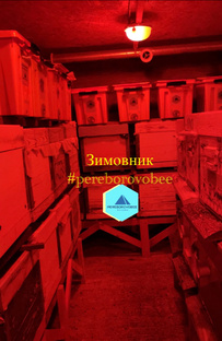 Зимовка пчёл
