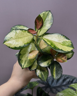 Всё о хойях 🌱