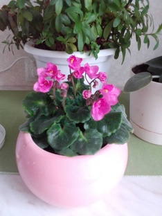 Тайна розовой фиалки