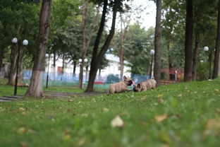 ВРЕМЯ КОЛОБКОВ 