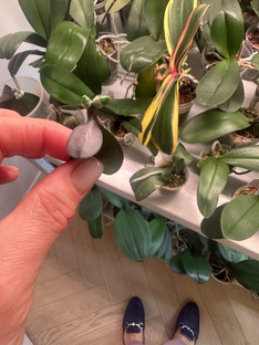 Реанимация орхидей 