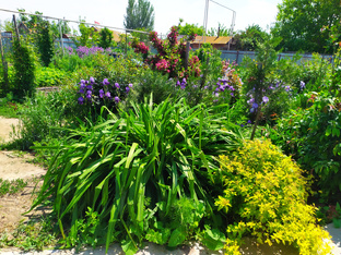 Живые изгороди