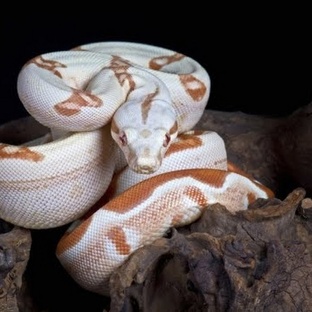 Удав: тайны, факты и удивительные способности гиганта джунглей