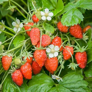 Сериал Ягодный переполох🍓