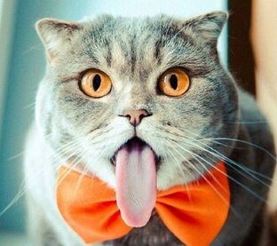 Приколы с котами