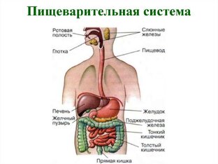 ЖКТ: питание, примерные меню при заболеваниях органов ЖКТ