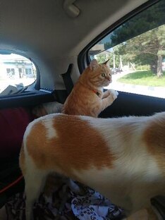 ПУТЕШЕСТВИЕ ЧЕРЕЗ ВСЮ РОССИЮ НА МАШИНЕ