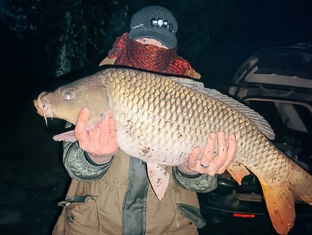 Карпы Караси Лини Амуры Толстолобики.