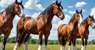 О лошадях 