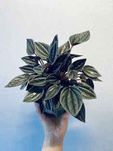 Уход за растениями 