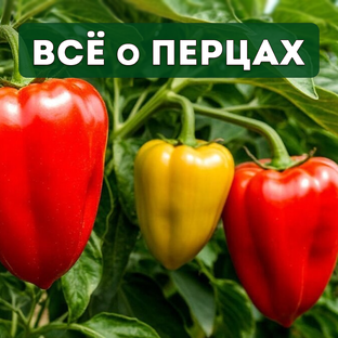 Всё о перцах 