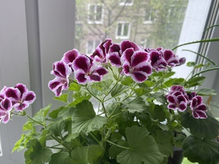 Королевская пеларгония 