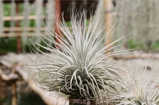 Тилландсия 