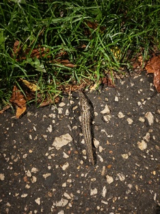 Животные Подмосковья