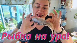 РЫБКА ЗОЛОТАЯ 