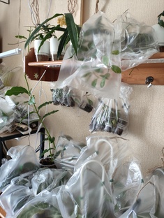 Хойи и отпуск