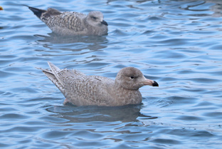 Проверьте себя - отгадайте птицу