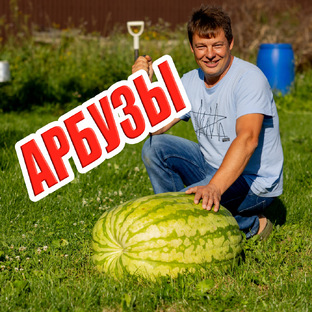 Арбузы
