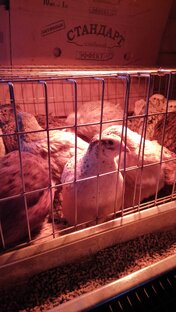 ПерепеЛЛох 