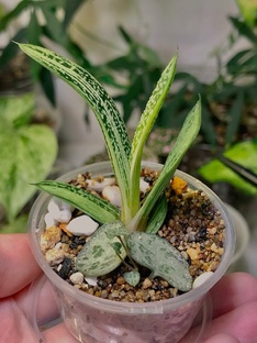 🌵Суккуленты