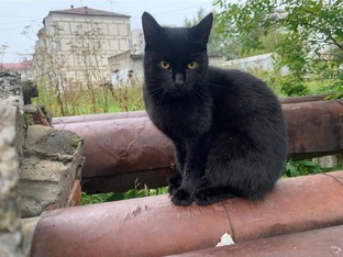 Котёнок Кнопочки Гоша