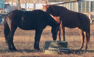 Занятия с лошадьми.