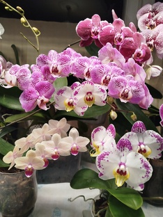 КАЛЕНДАРЬ домашних цветений коллекции орхидей фаленопсисов