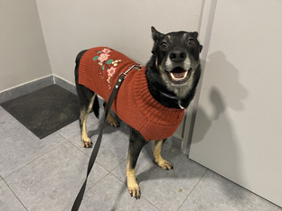 ТОПы от Рокки