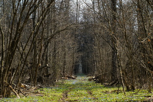 Лес