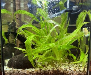 Будни моего аквариума.