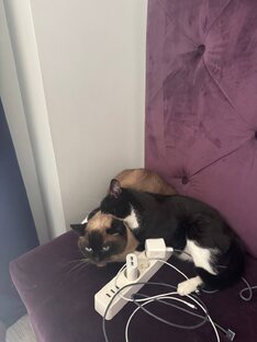 Знакомьтесь - Бусик и Сима)