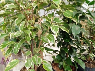 Фикус Бенджамина 