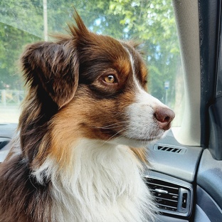 Наши питомцы 😻🐶🐀🤎 