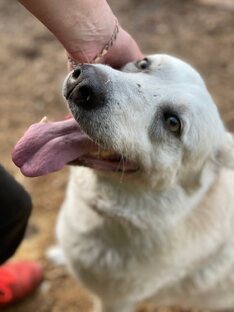 СОБАКИ ищут дом