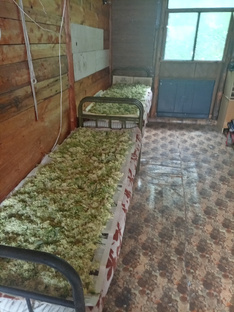 Сбор таволги. 