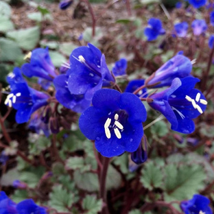 Фацелия колокольчатая