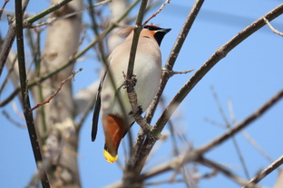 Птицы и природа Удмуртии