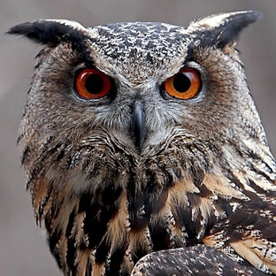 Совы: тайны ночной охоты, мифы и удивительные факты