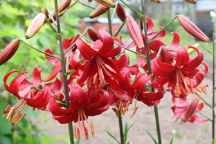 Луковичные