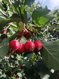 Дела домашние