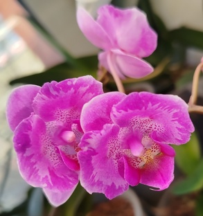 Самые ароматные сорта орхидей фаленопсисы моего орхосадика