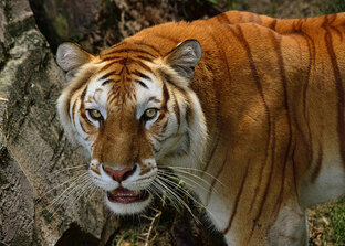 Golden Tiger- для победителей!