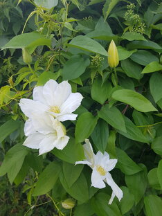 Про цветочные дела....